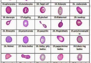 Human Blood Cell Typing Worksheet Answer Key or 333 Best Life Science Images On Pinterest