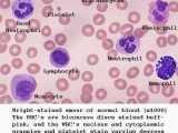 Human Blood Cell Typing Worksheet Answer Key together with 114 Best A&p 4 Heart Lung Images On Pinterest