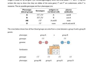 Human Blood Cell Typing Worksheet Answer Key together with Codominance Worksheet Blood Types Answers Switchconf Multiple