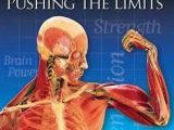 Human Body Pushing the Limits Strength Worksheet as Well as 42 Best Cells within Images On Pinterest