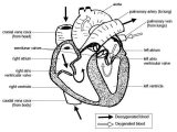 Human Body Systems Worksheet Answer Key Also Anatomy and Physiology Of Animals Cardiovascular System