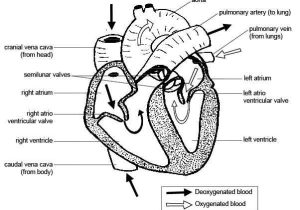 Human Body Systems Worksheet Answer Key Also Anatomy and Physiology Of Animals Cardiovascular System