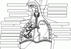 Human Body Systems Worksheet Answer Key Also Anatomy Respiratory System