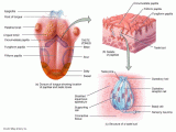 Human Body Systems Worksheet Answer Key Also Taste Stem Cells Identified – Beyond the Dish