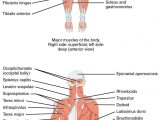 Human Body Systems Worksheet Answer Key or 11 2 Naming Skeletal Muscles – Anatomy and Physiology