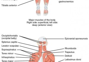 Human Body Systems Worksheet Answer Key or 11 2 Naming Skeletal Muscles – Anatomy and Physiology