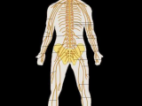 Human Body Systems Worksheet Answer Key or File Te Nervous System Diagram Deg Wikimedia Mons