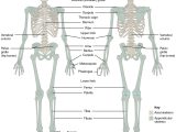 Human Body Systems Worksheet Answer Key together with 7 1 Divisions Of the Skeletal System – Anatomy and Physiology