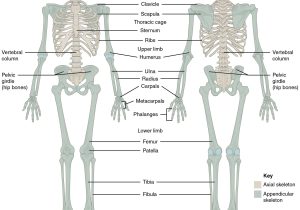 Human Body Systems Worksheet Answer Key together with 7 1 Divisions Of the Skeletal System – Anatomy and Physiology