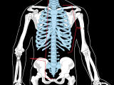 Human Body Worksheets Along with Esqueleto Axial La Enciclopedia Libre