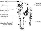 Human Body Worksheets Also File Anatomy and Physiology Of Animals Kidney Tubule or