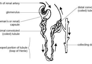 Human Body Worksheets Also File Anatomy and Physiology Of Animals Kidney Tubule or