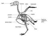 Human Body Worksheets Also ornithology are there Birds with Knees Instead Of Elbows