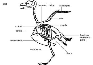 Human Body Worksheets Also ornithology are there Birds with Knees Instead Of Elbows