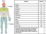 Human Body Worksheets or File 201 Elements Of the Human Body 01 Wikimedia Mons