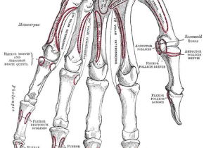 Human Body Worksheets or File Gray219 Pisiform Bone Wikimedia Mons