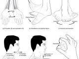 Human Body Worksheets together with 9 5 Types Of Body Movements – Anatomy and Physiology