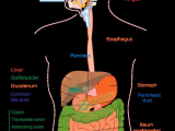 Human Body Worksheets together with File Digestive System Diagram Editg Wikimedia Mons