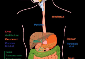 Human Body Worksheets together with File Digestive System Diagram Editg Wikimedia Mons