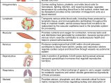 Human Body Worksheets with File 2141 Circsyst Vs Othersystemsn Wikimedia Mons