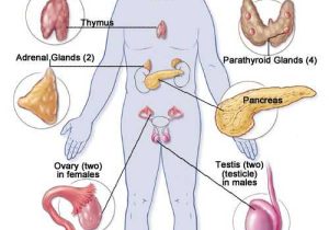 Human Endocrine Hormones Worksheet Along with Human Physiology Endocrine System