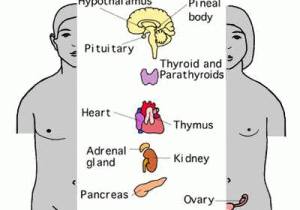 Human Endocrine Hormones Worksheet Also Endocrine Hormones Basic Mechanisms and the Menstrual Cycle Sbi