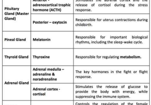 Human Endocrine Hormones Worksheet Key Along with College Essay Help for Busy Students