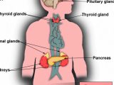 Human Endocrine Hormones Worksheet Key Along with Niedlich Endokrine System Diagramme Galerie Menschliche Anatomie