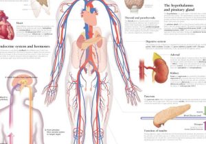Human Endocrine Hormones Worksheet Key Along with Niedlich Endokrine System Diagramme Galerie Menschliche Anatomie
