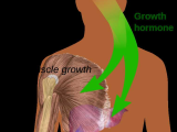 Human Endocrine Hormones Worksheet Key and Human Growth Hormone Hgh is A Vital Ponent Of the Human