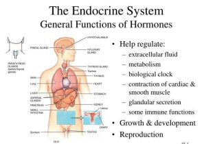 Human Endocrine Hormones Worksheet Key and Human Hormones Worksheet Gallery Worksheet Math for Kids