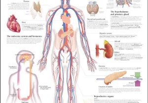 Human Endocrine Hormones Worksheet Key as Well as atemberaubend Human Anatomy Made Amazingly Easy Pdf Download Fotos