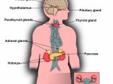 Human Endocrine Hormones Worksheet Key or 21 Best the Explanation Of Endocrine Gland Hormones and Its Function
