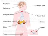 Human Endocrine Hormones Worksheet Key together with 21 Best the Explanation Of Endocrine Gland Hormones and Its Function