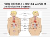 Human Endocrine Hormones Worksheet together with Fantastisch Endokrine System Hormone Ideen Menschliche Anatomie