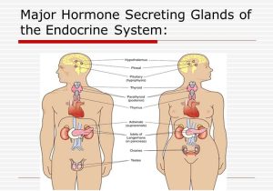 Human Endocrine Hormones Worksheet together with Fantastisch Endokrine System Hormone Ideen Menschliche Anatomie