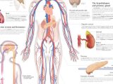 Human Endocrine Hormones Worksheet together with Niedlich Endokrine System Diagramme Galerie Menschliche Anatomie
