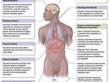 Human Endocrine Hormones Worksheet with 21 Best the Explanation Of Endocrine Gland Hormones and Its Function