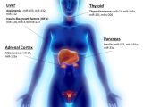 Human Endocrine Hormones Worksheet with Fantastisch Endokrine System Hormone Ideen Menschliche Anatomie