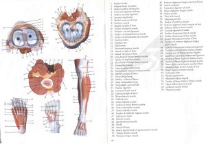 Human Heart Walk Thru Worksheet Answers Also Niedlich Lab Practical Anatomy and Physiology Zeitgenössisch
