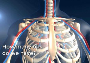Human Heart Walk Thru Worksheet Answers as Well as Ausgezeichnet Beste 3d Anatomie software Bilder Menschliche
