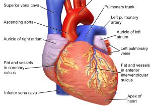 Human Heart Walk Thru Worksheet Answers together with Schön Ventrale Definition In Der Anatomie Fotos Menschliche