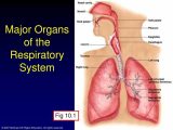 Human Respiratory System Worksheet Along with Major organs Respiratory System