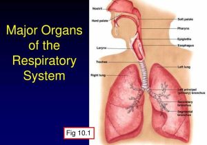 Human Respiratory System Worksheet Along with Major organs Respiratory System