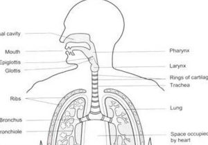 Human Respiratory System Worksheet Also 3 Functions Of the Respiratory System
