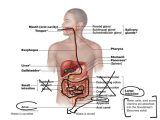 Human Respiratory System Worksheet Also Digestive System In the Human Body Digestive System Science