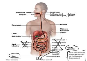Human Respiratory System Worksheet Also Digestive System In the Human Body Digestive System Science