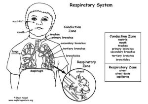 Human Respiratory System Worksheet and Lungs Coloring Worksheet Respiratory System Pinterest Grig