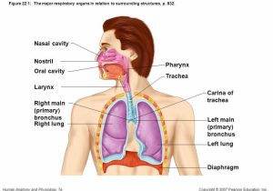 Human Respiratory System Worksheet and the Respiratory System Anatomy Review Respiratory System Ana