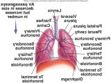 Human Respiratory System Worksheet as Well as Anatomy Lower Respiratory Tract Human Anatomy System